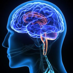 Sistema Nervioso y Cerebro